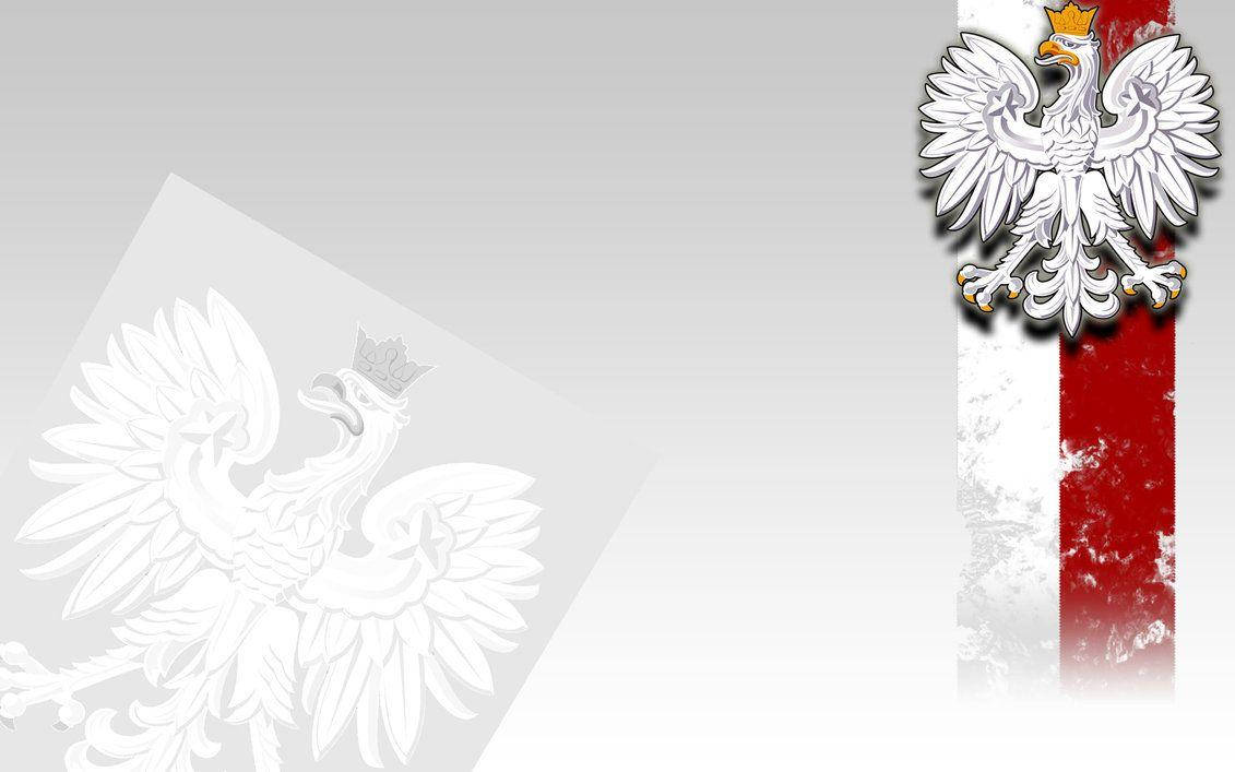 Majestic Crowned Eagle on Polish Flag Wallpaper