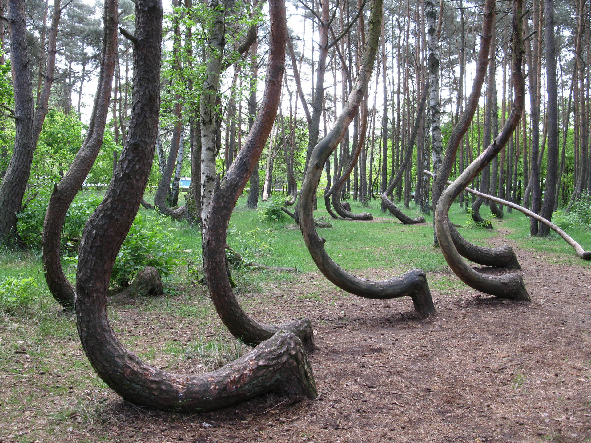 Danmarks Knækkede Skov beroliger øjet med sine krumme træer. Wallpaper