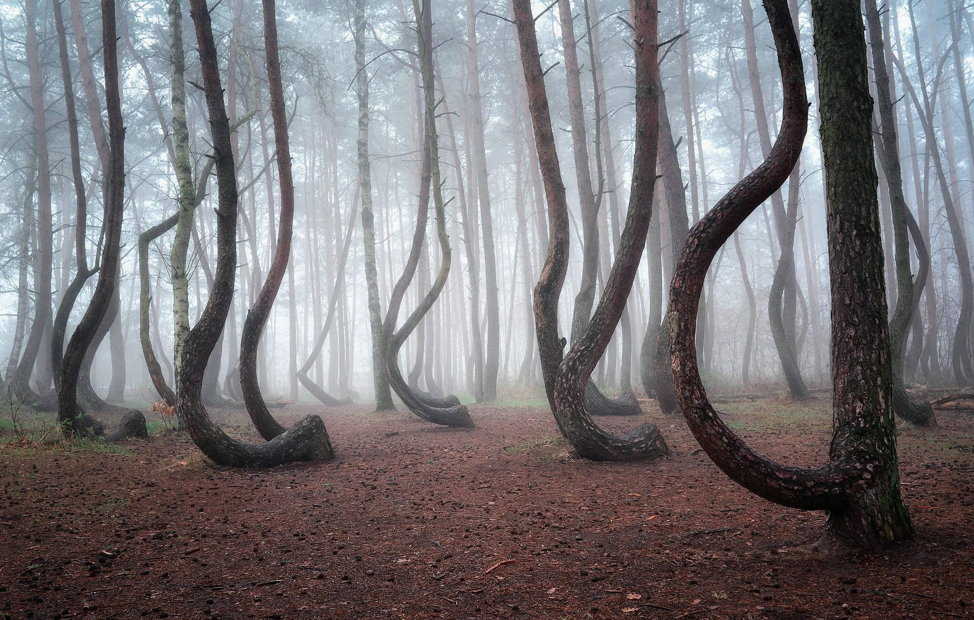 Elmisterioso Bosque Retorcido De Polonia. Fondo de pantalla