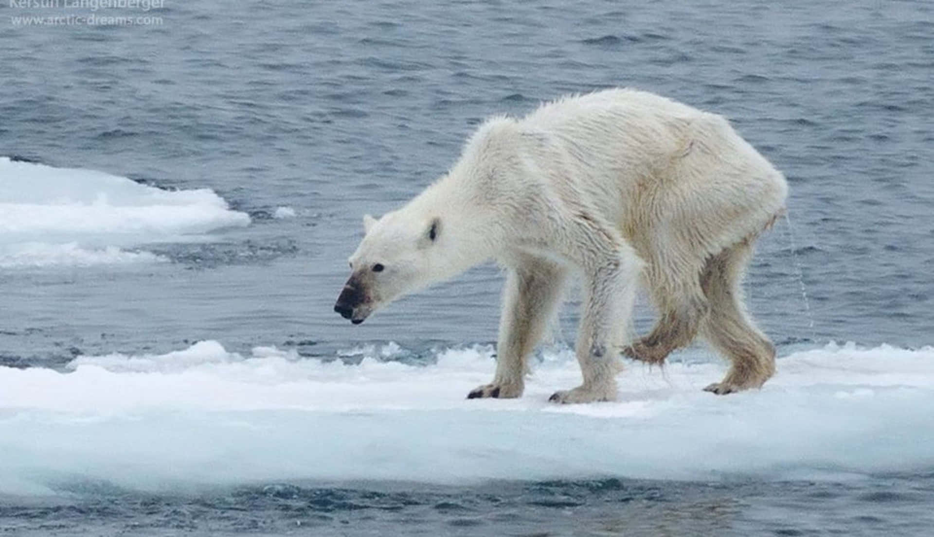 Enfredelig Isbjørn, Der Hviler I Sit Naturlige Levested.