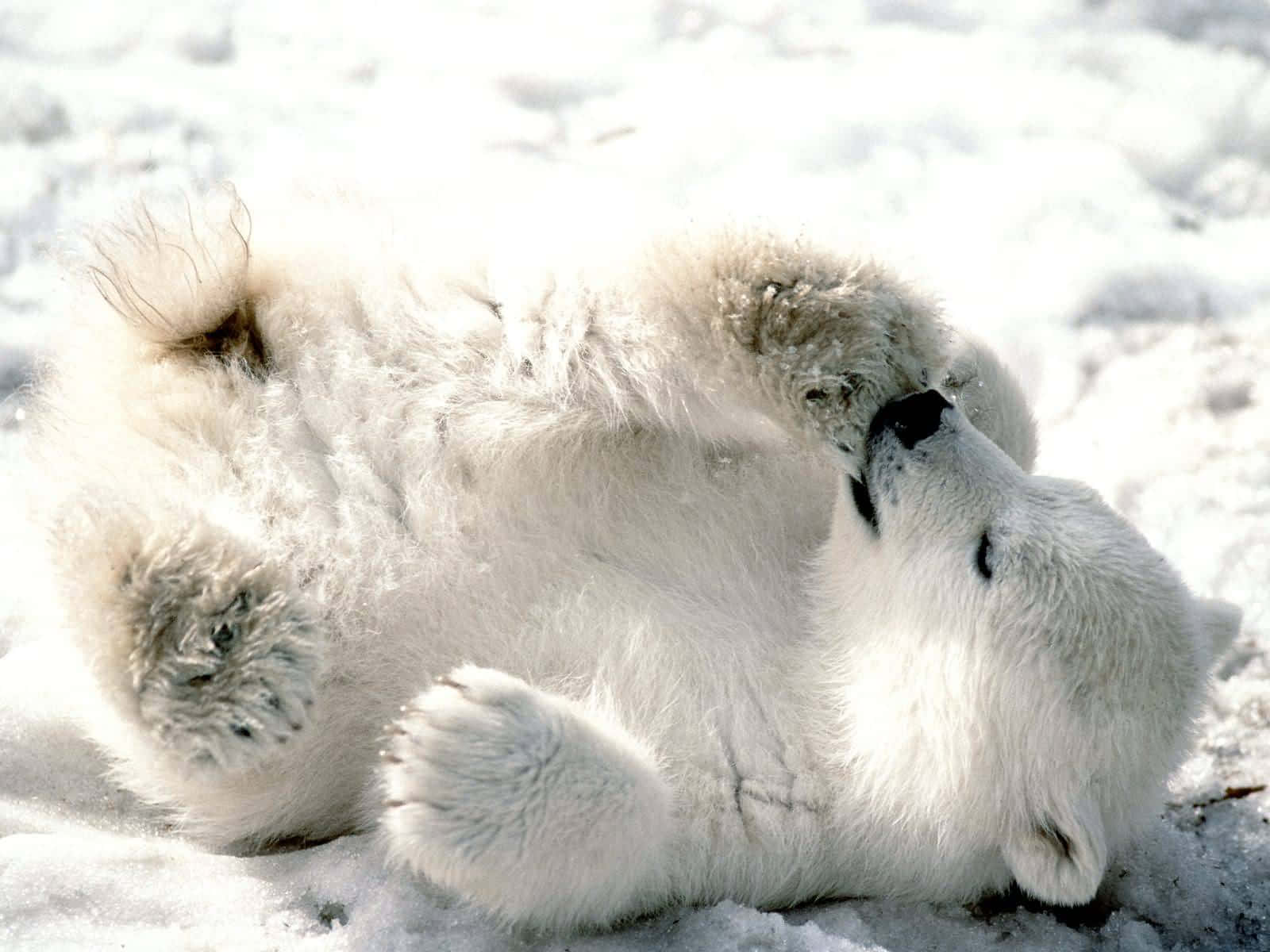 Diesmajestätische Eisbär Steht Majestätisch In Seiner Atemberaubenden Lebensumgebung.