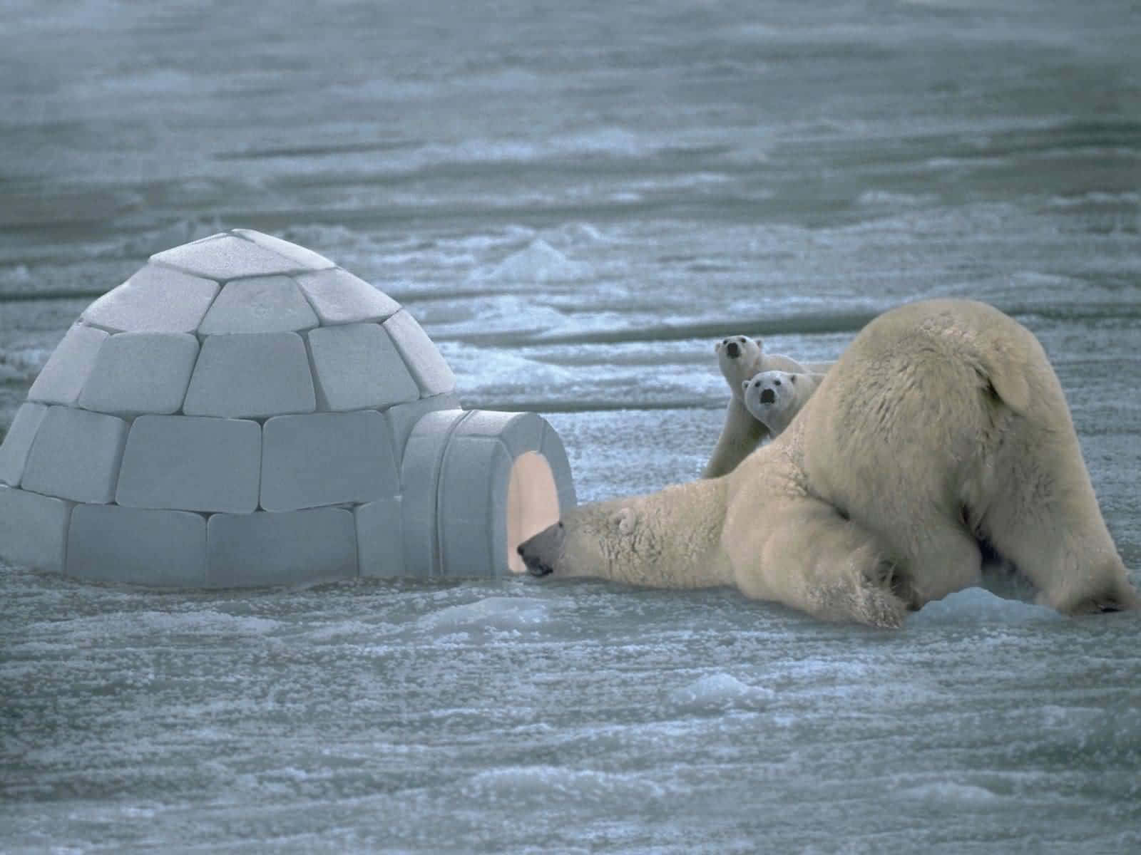 "Beauty of the Arctic: A mother polar bear and her cub walking across the vast frigid tundra."