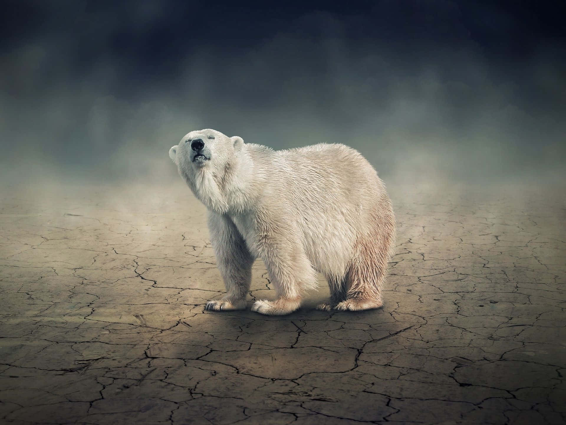 A peaceful Polar Bear in its natural habitat.