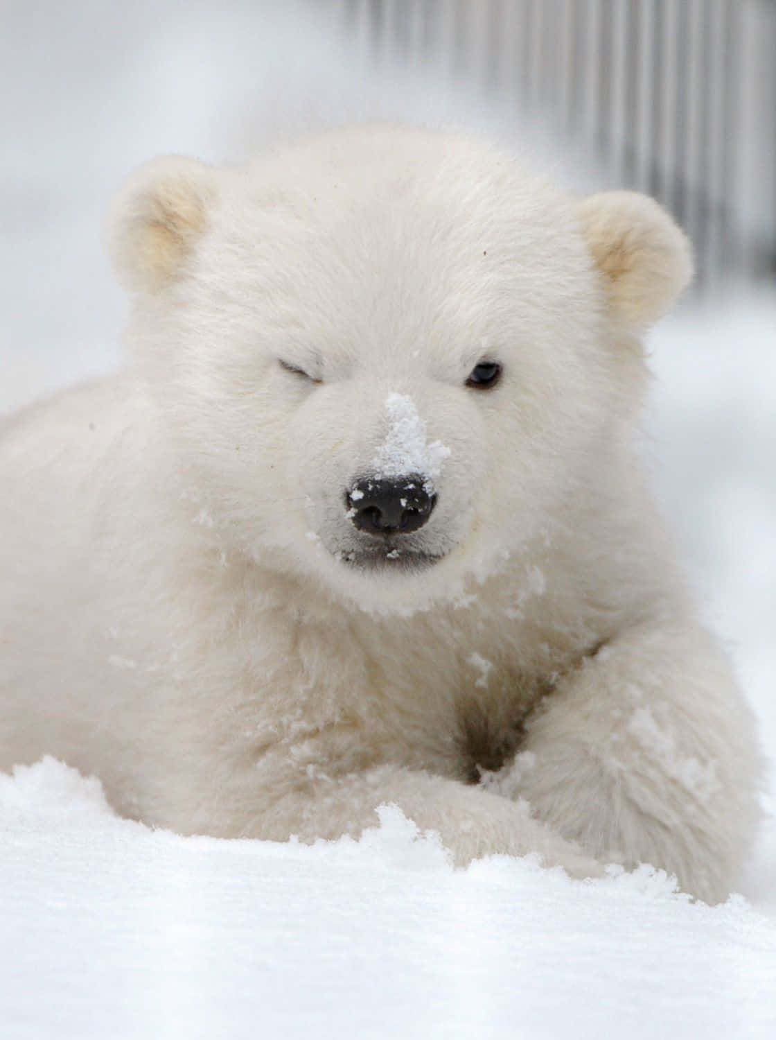 Einmajestätischer Eisbär In Seinem Natürlichen Lebensraum.