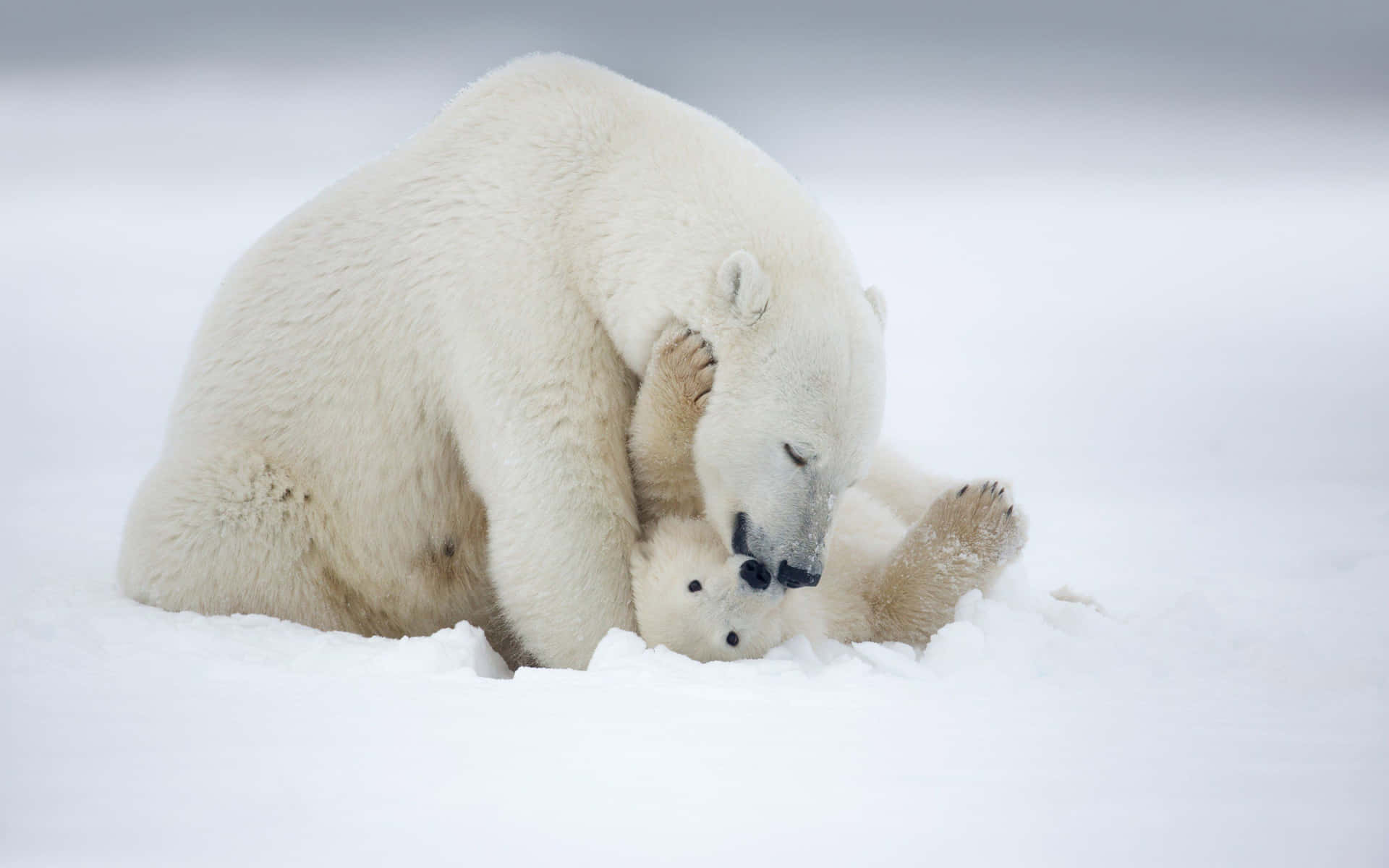 Einmajestätischer Eisbär Steht Auf Einer Gefrorenen Tundra