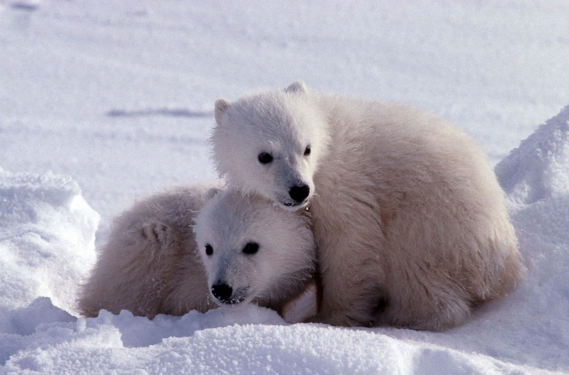 A majestic polar bear enjoying the cold in its natural habitat