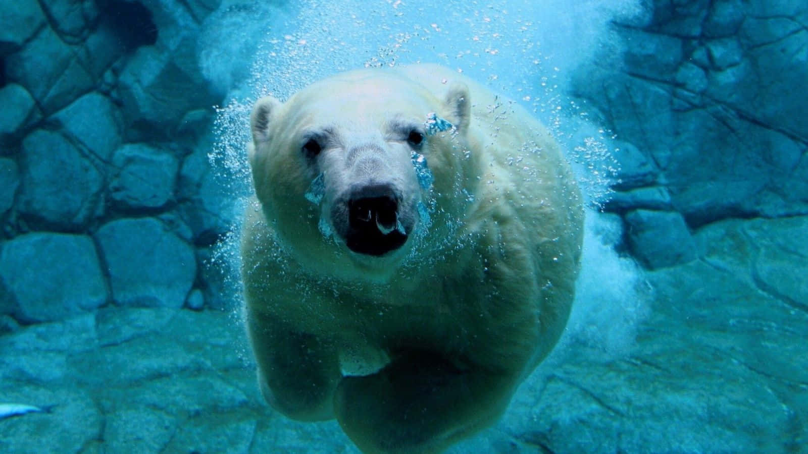 Eisbärenfinden Zuflucht In Ihrem Arktischen Zuhause.