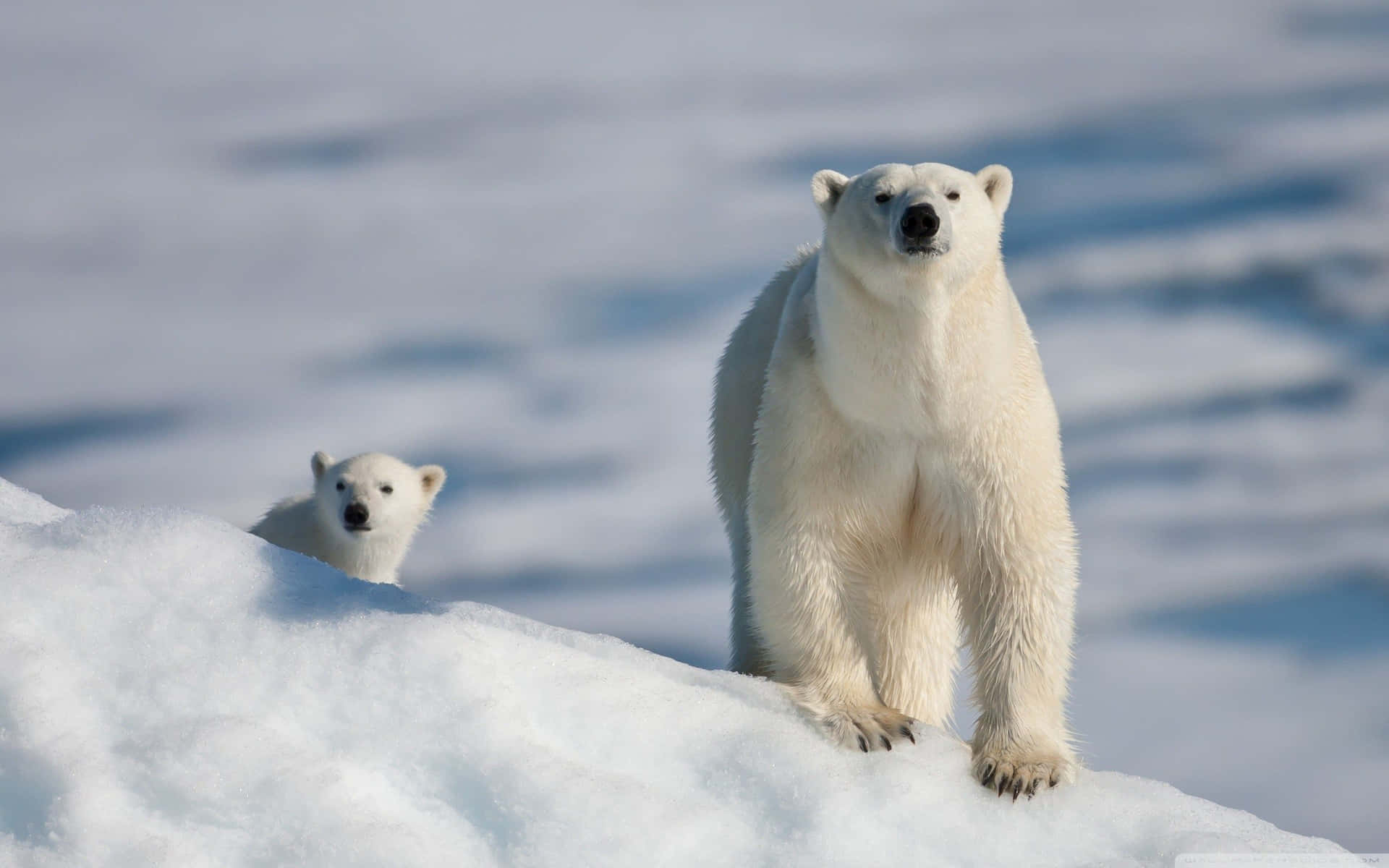 Enbedårande Isbjörn Njuter Av Sommaren