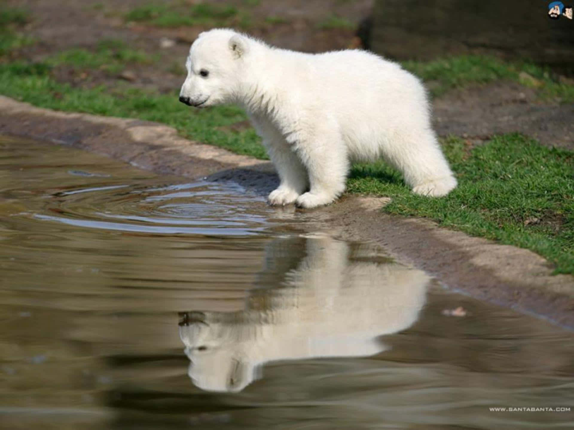 "The Majestic Polar Bear"