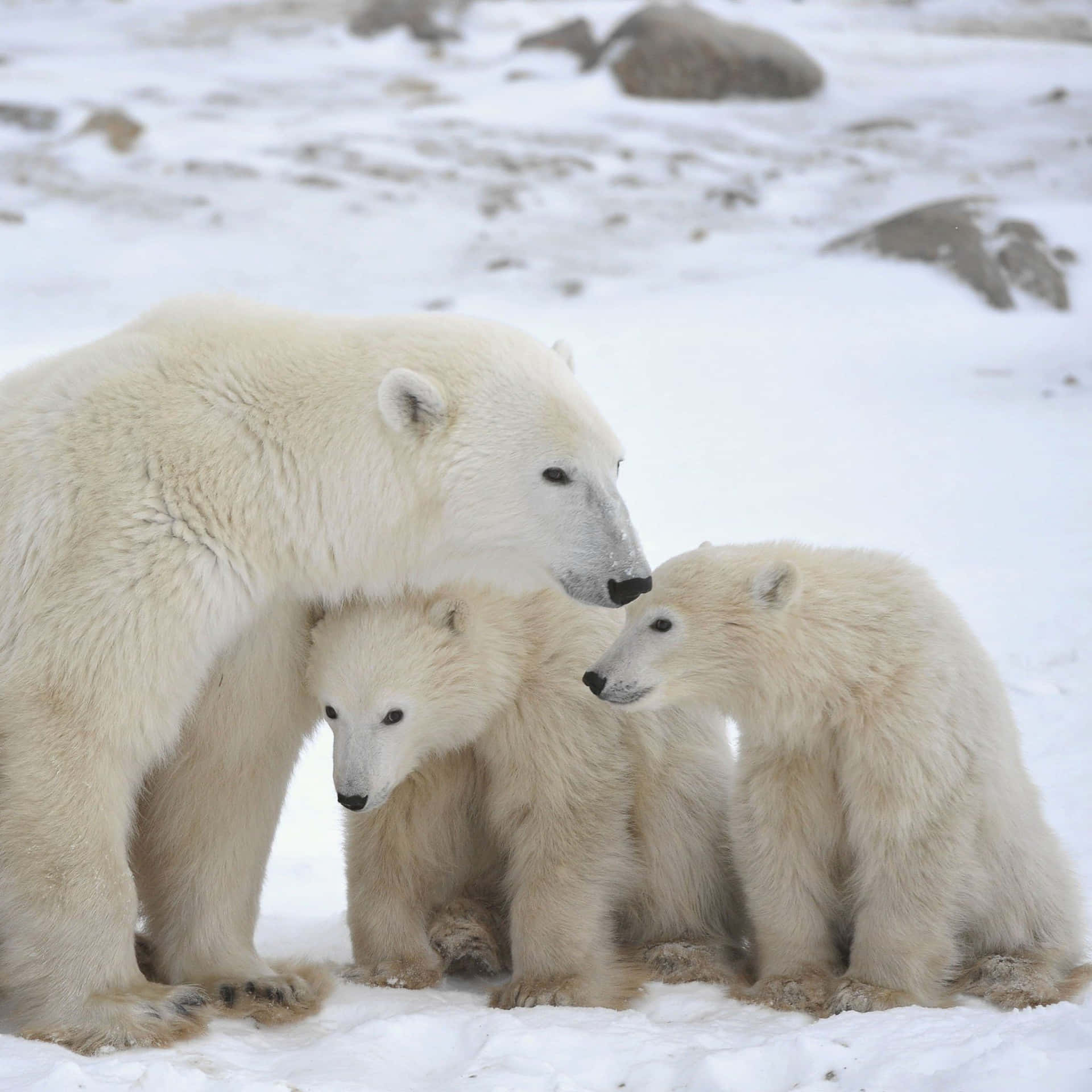 A majestic polar bear steps through a peaceful winter landscape