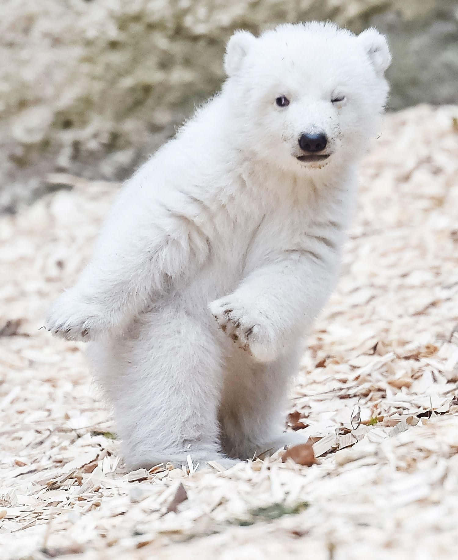Majestic Polar Bear surveying his vast Arctic kingdom