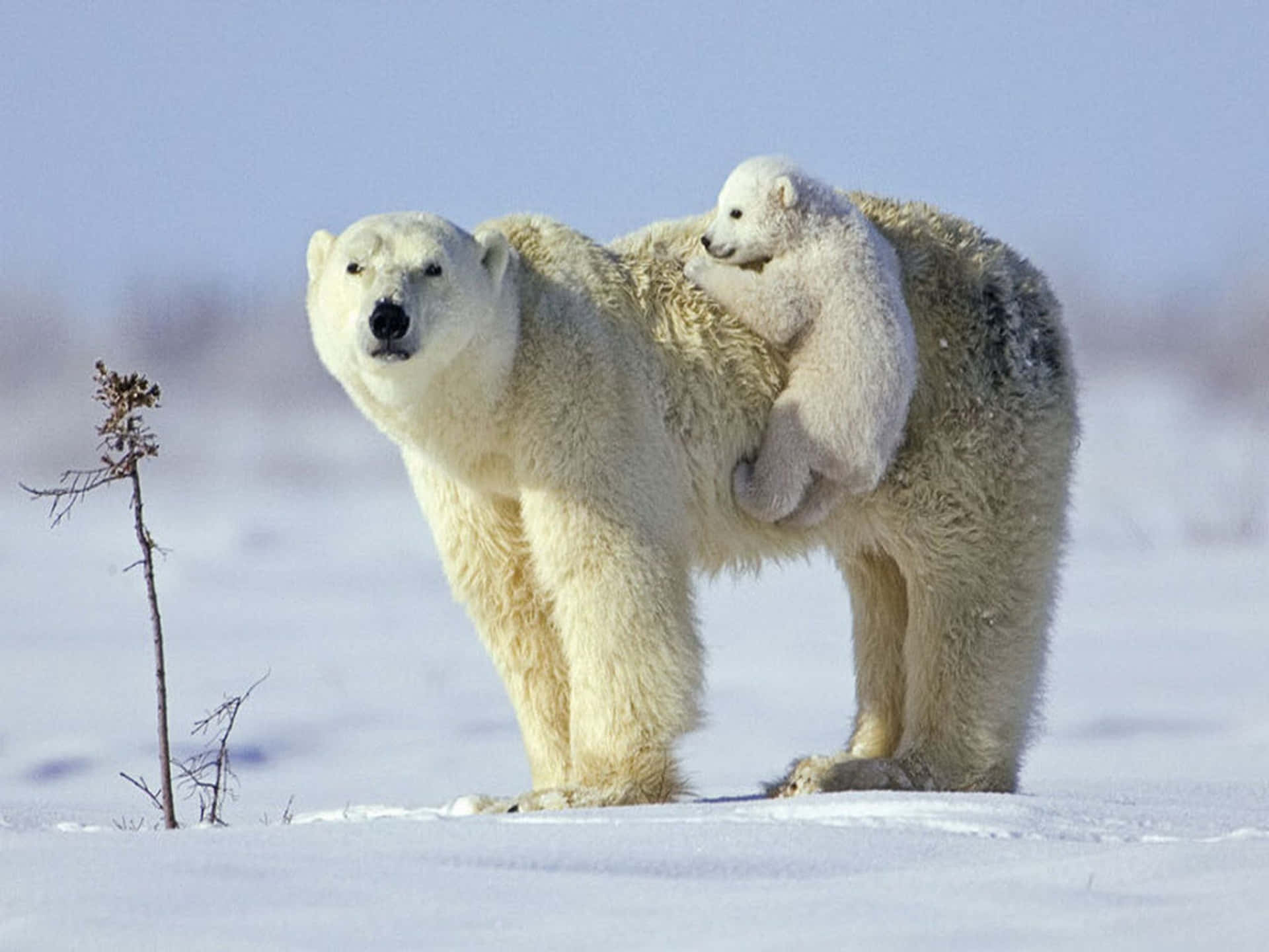 Majestätiskisbjörn Som Rör Sig Över Den Arktiska Tundran