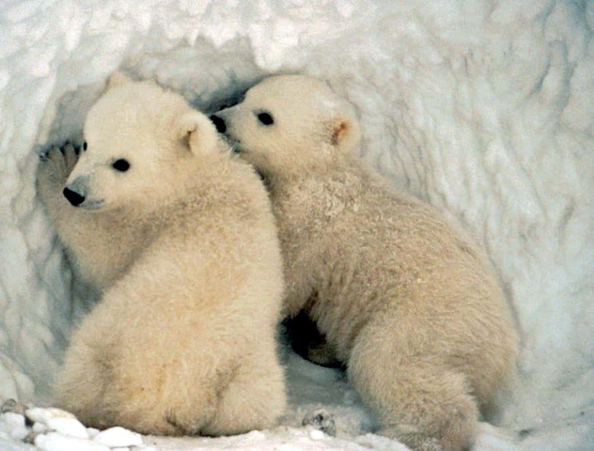 Enmajestätisk Isbjörn Som Leker I Arktis
