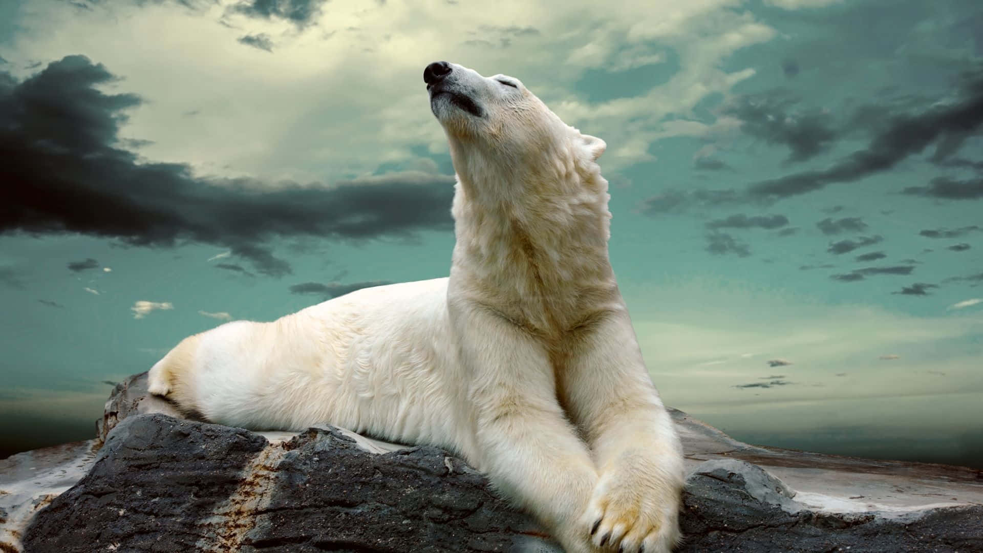 Omajestoso Urso Polar Branco Em Seu Habitat Natural.