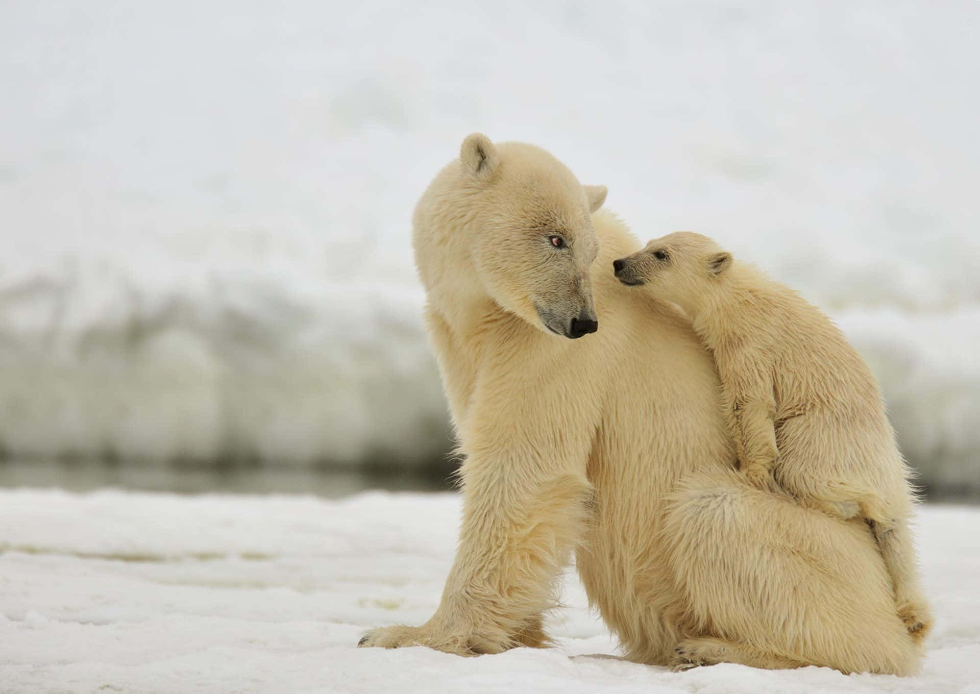 Isbjørni Naturligt Habitat Midt I Et Snedækket Landskab.