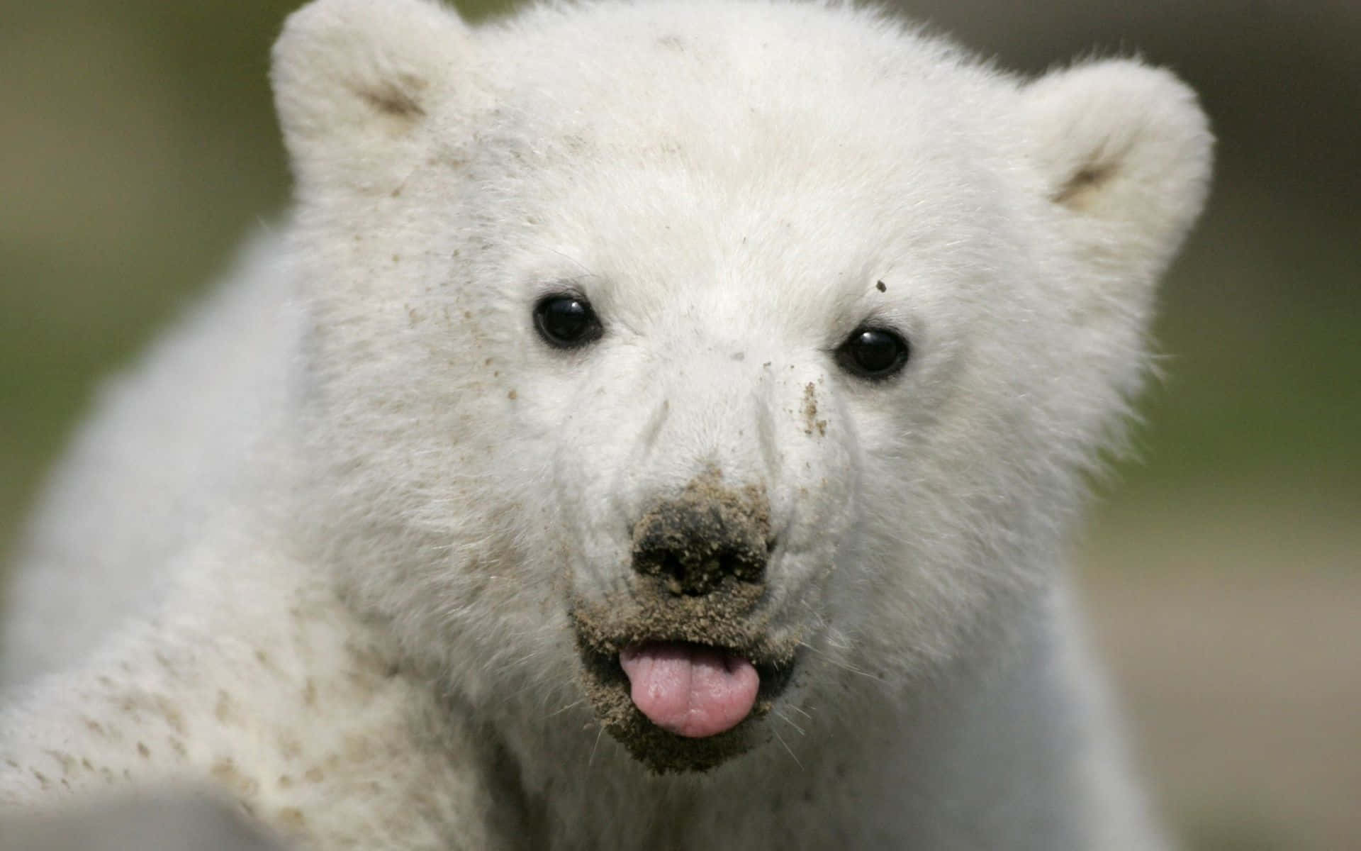 Majestætiskog Imponerende Isbjørn I Sit Naturlige Habitat.