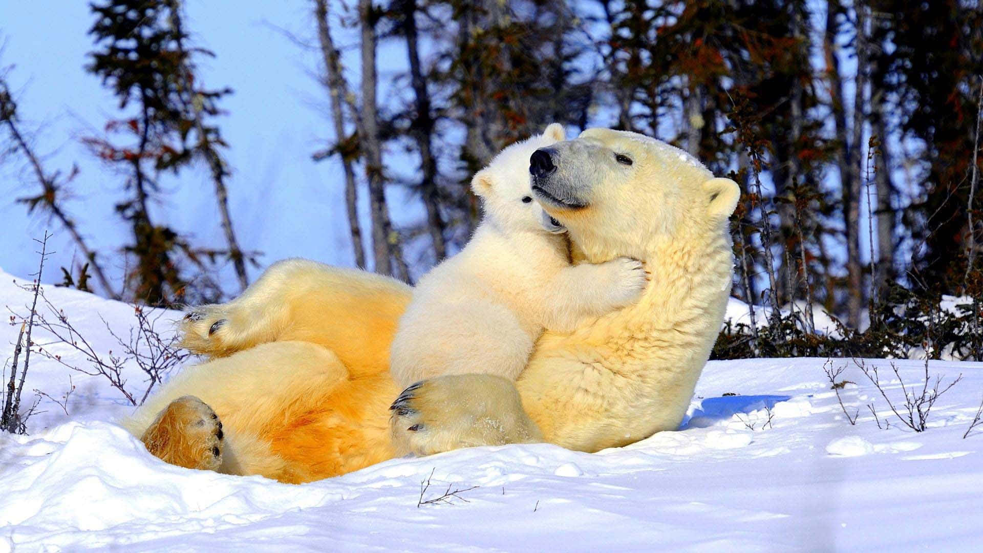 A close up of a Polar Bear in its natural habitat