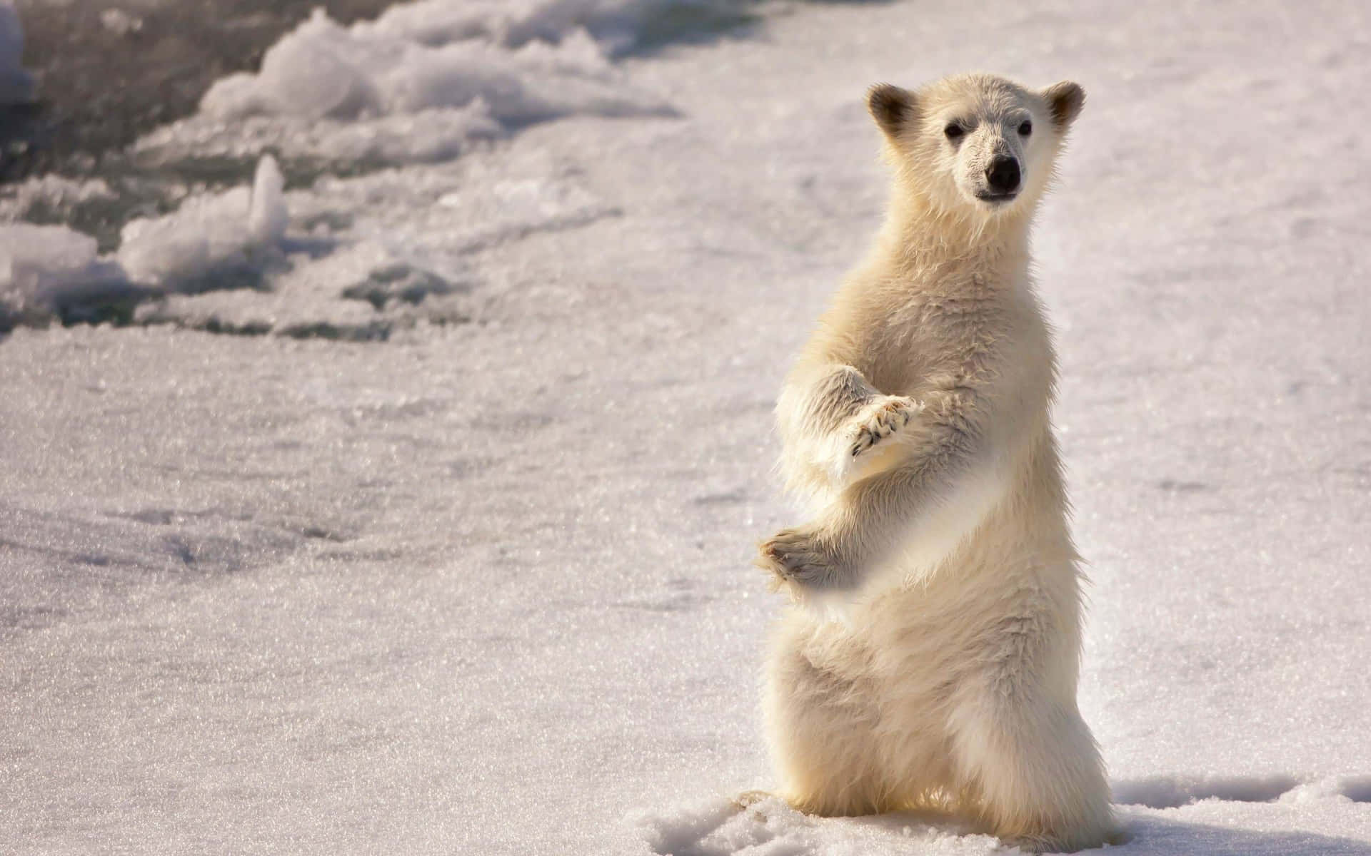 Einmajestätischer Eisbär Steht Im Schnee Vor Einem Weißen Hintergrund Und Wird Von Einem Friedvollen Und Schönen Moment Umrahmt.