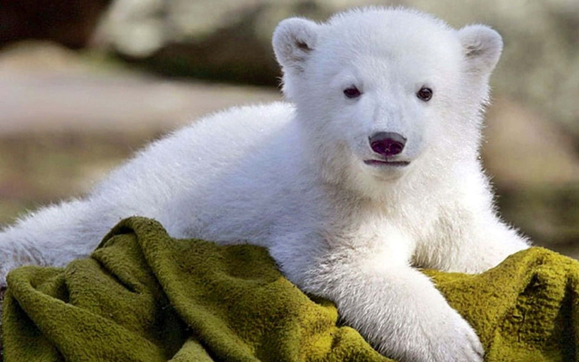 Isbjörnstirrande Ut Över Arktis