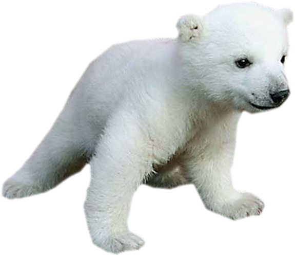 Polar Bear Cub Walking PNG