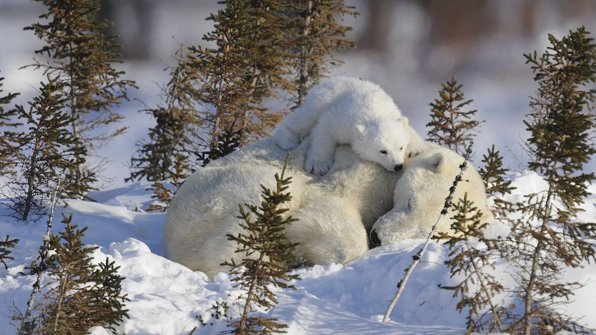Polar Bear Cuddles
