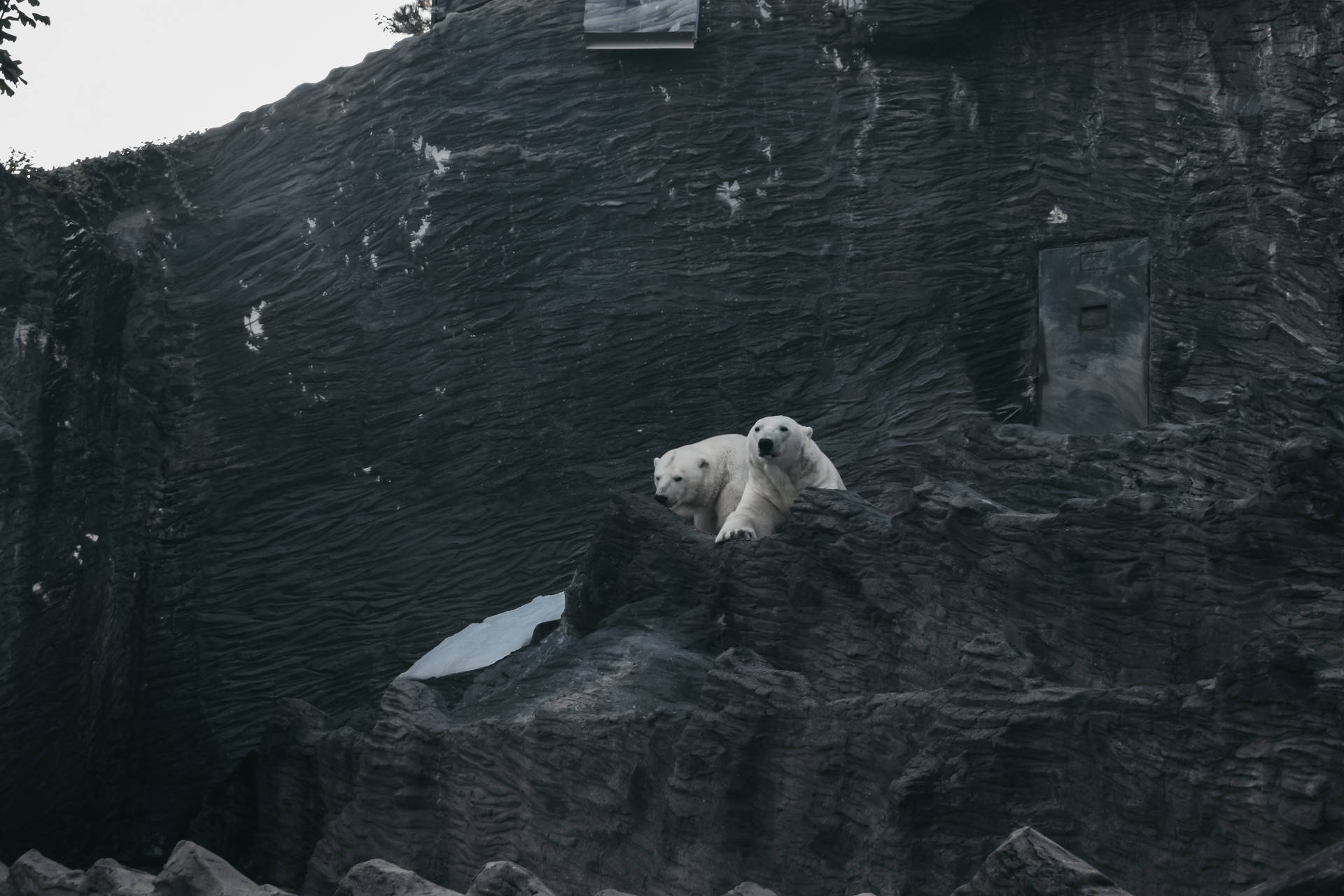 Polar Bear Dark Stone Shelter