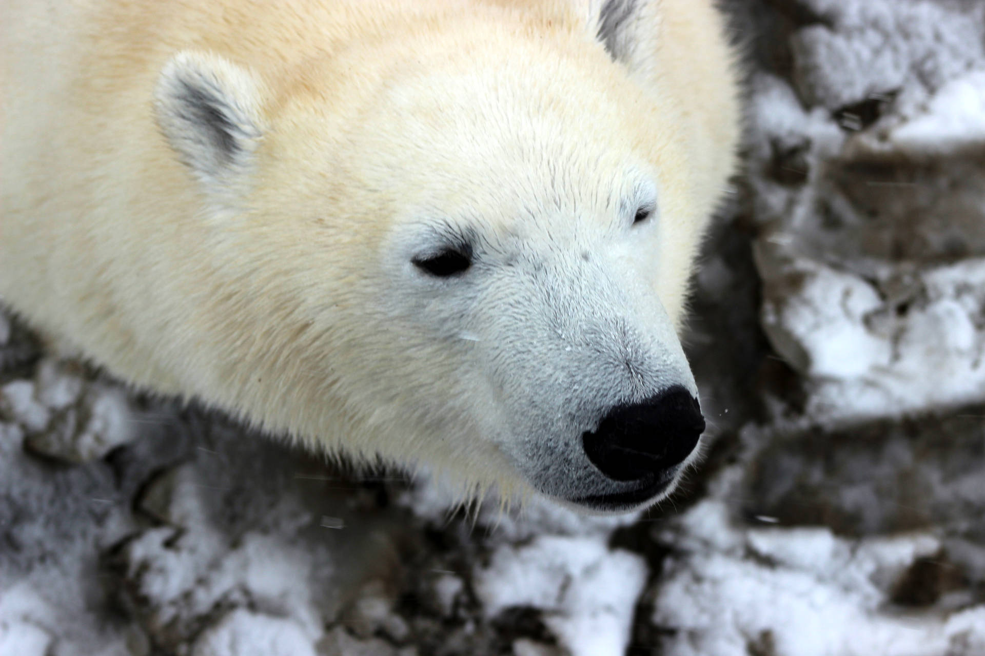 Polar Bear Headshot