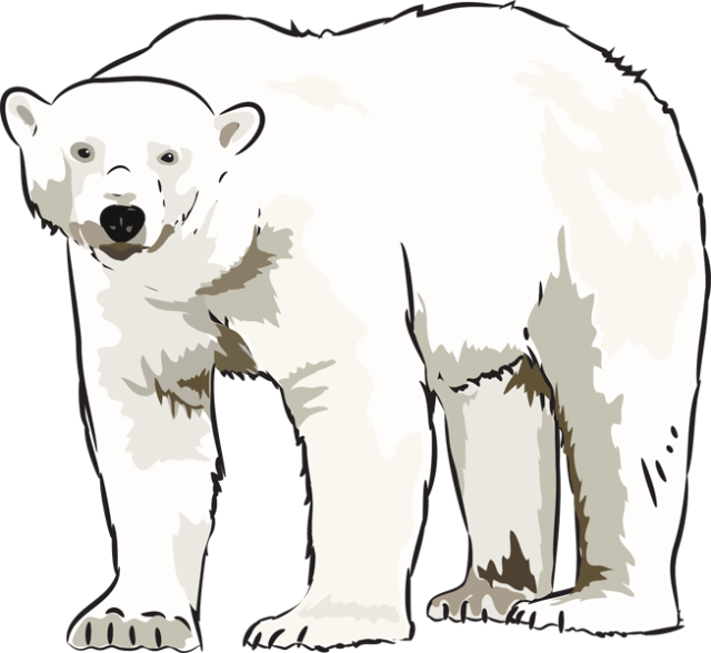 Polar Bear Illustration PNG