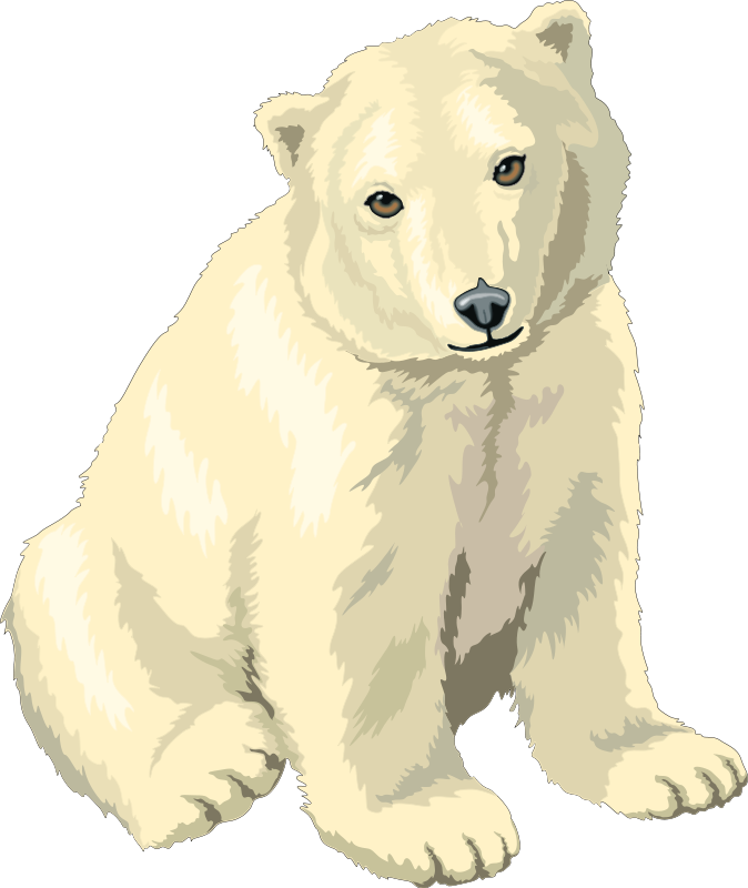 Polar Bear Illustration PNG