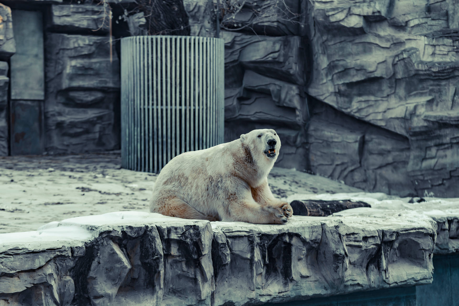 Polar Bear In Shelter