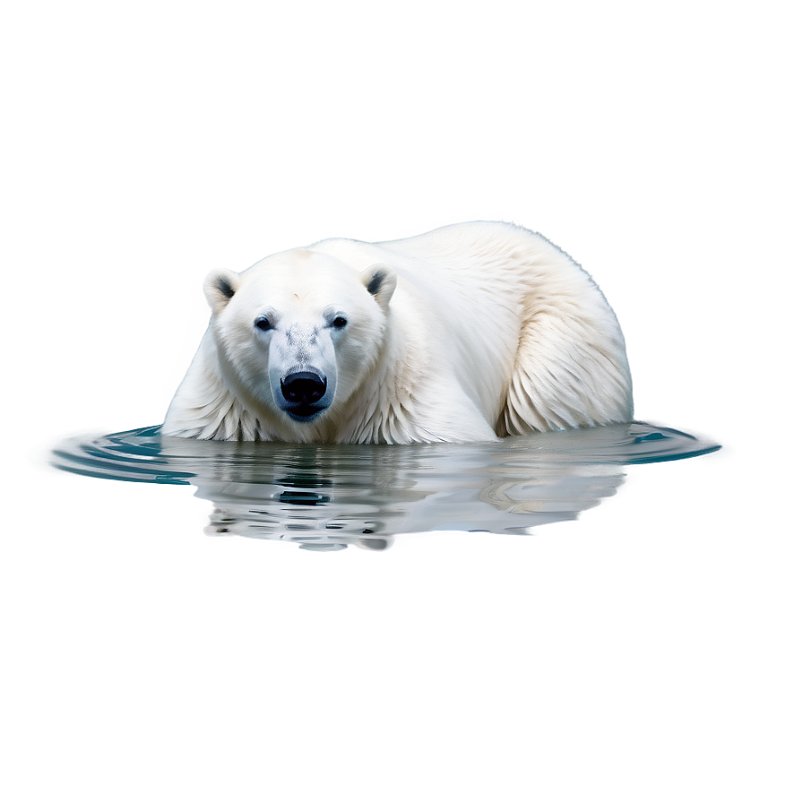 Download Polar Bear In Water Png Rde87 | Wallpapers.com