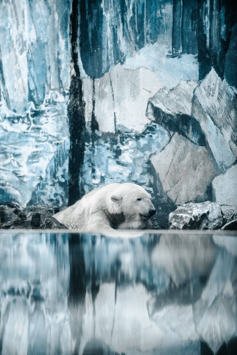 Image of a Polar Bear on an icy Lock Screen Background Wallpaper