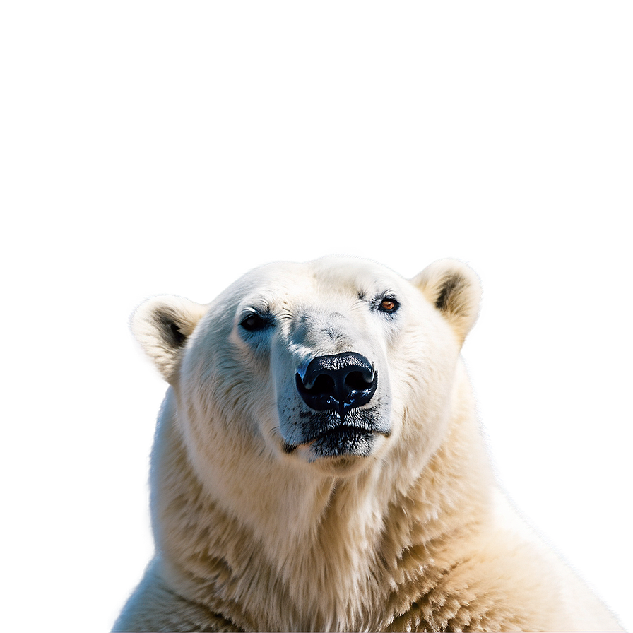 Polar Bear Looking Up Png 05062024 PNG