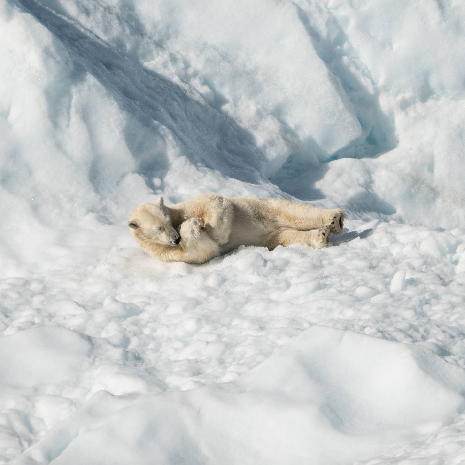 Polar Bear Lying On White Snow