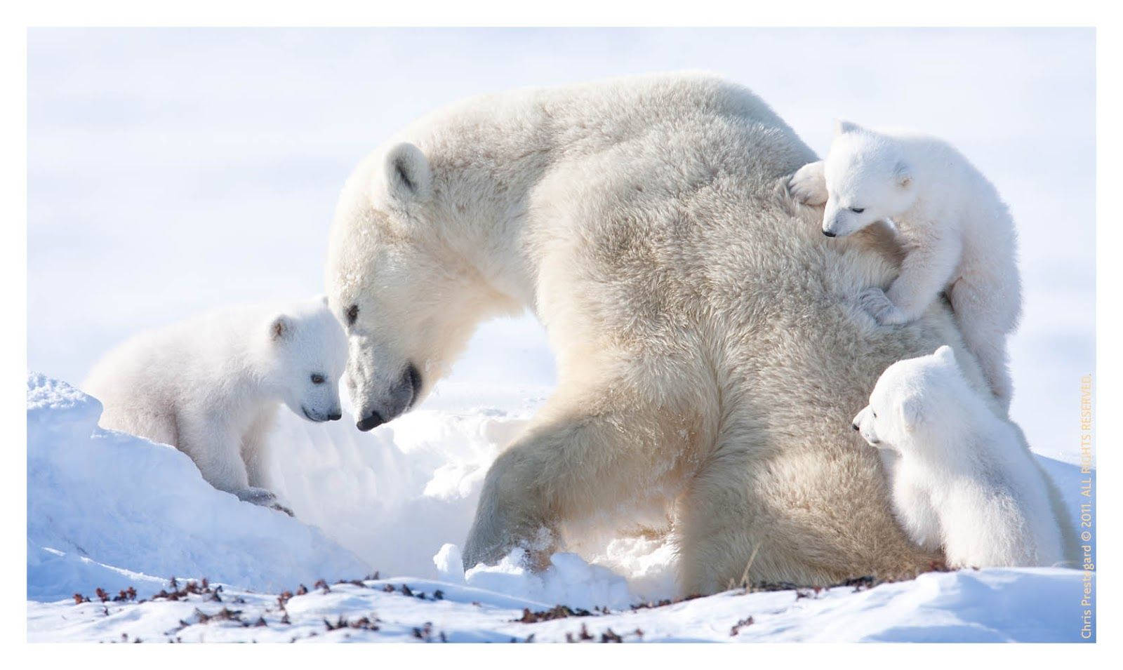 Polar Bear Mother And Cubs Wallpaper