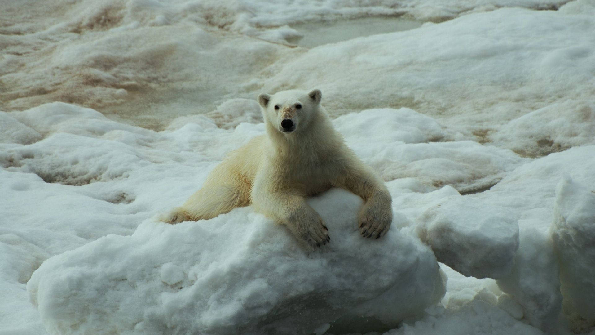 Polar Bear On A Snowy Floor