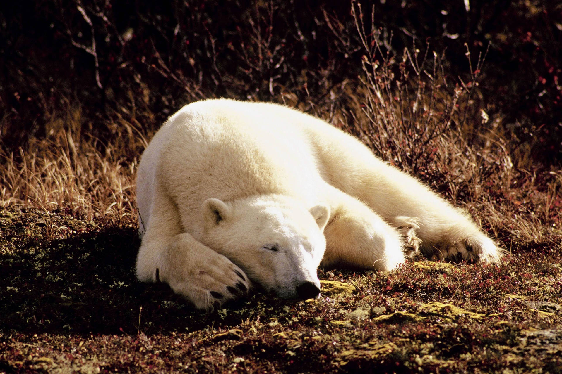 Polar Bear On Meadow