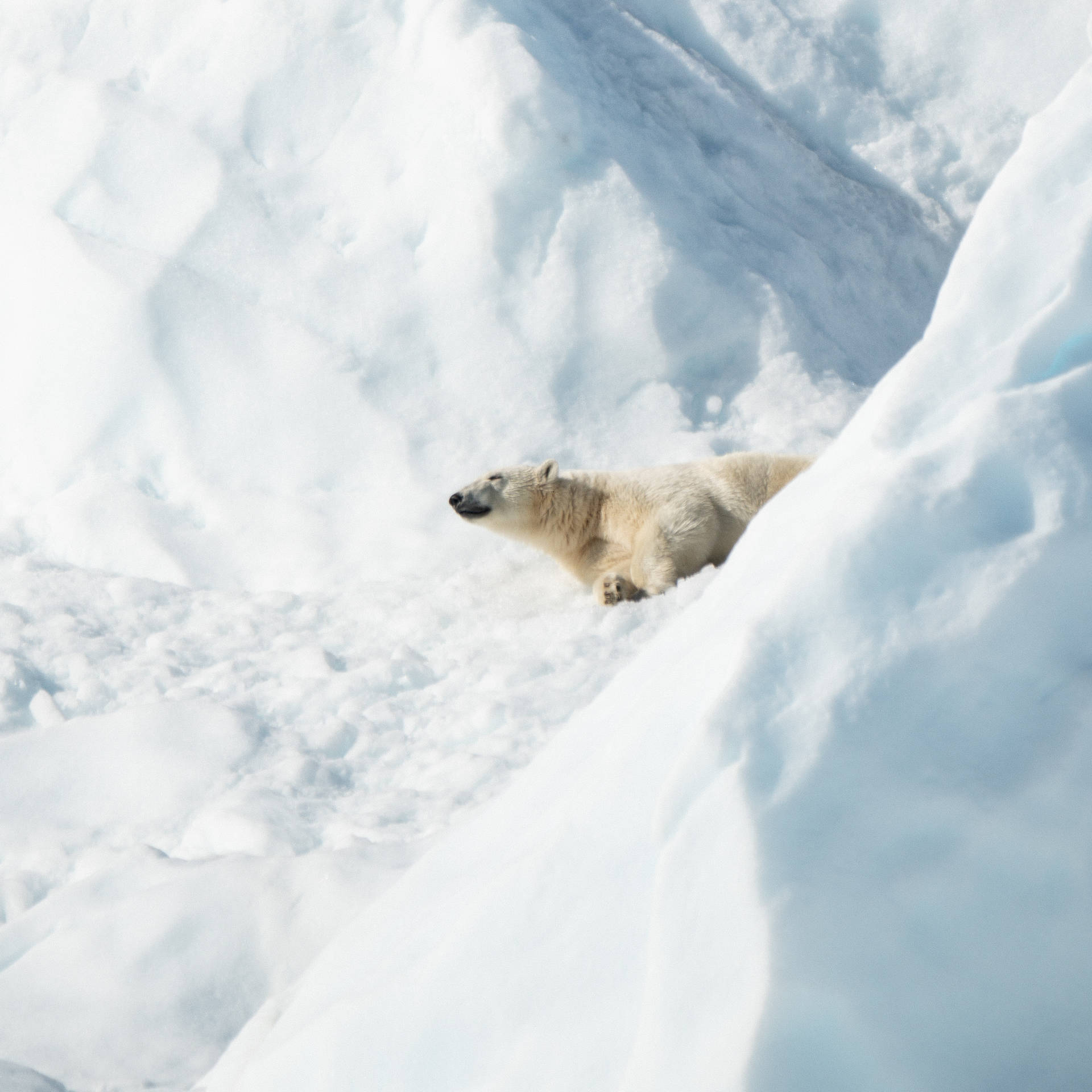 Polar Bear On Snow Ground