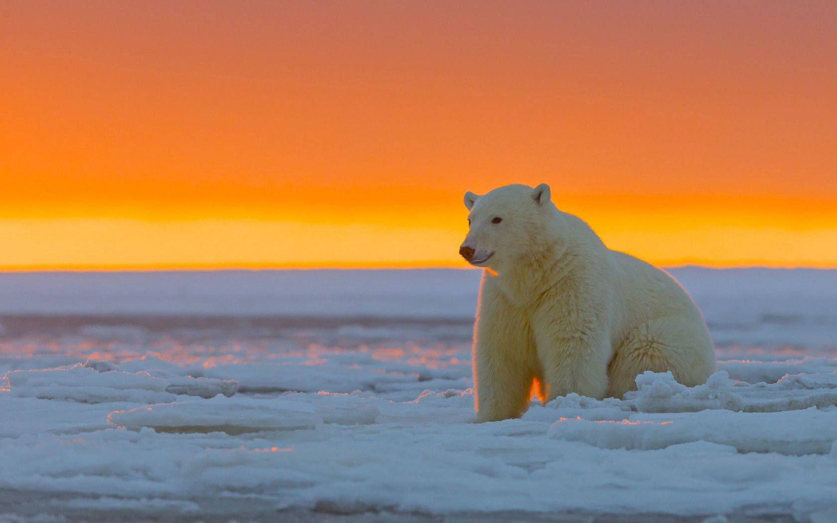 Polar Bear On Sunset Wallpaper