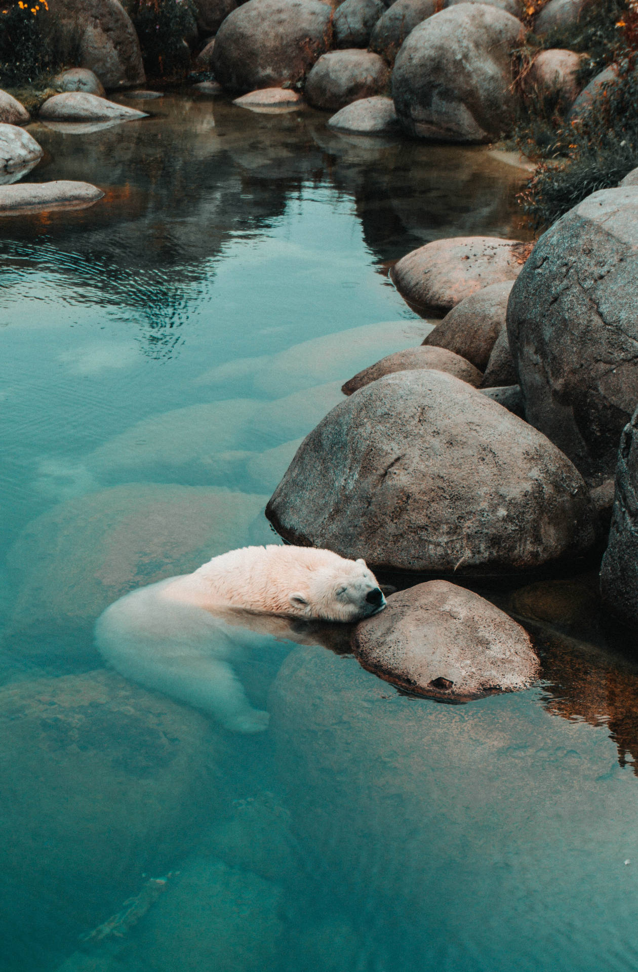 A Polar Bear Resting on a Large Stone Wallpaper
