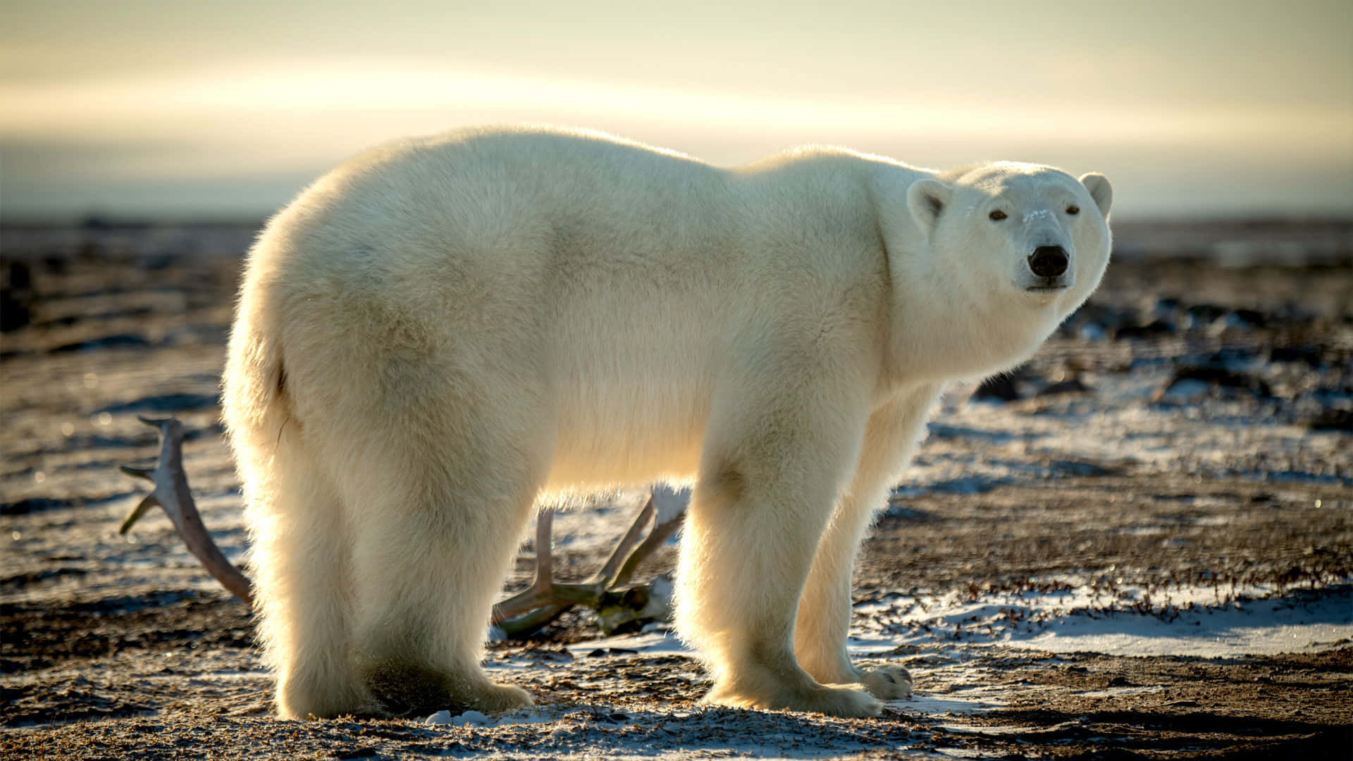 A powerful Polar Bear poised for action
