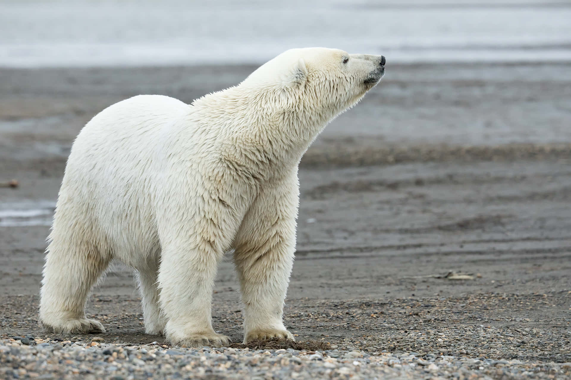 A Polar Bear Standing On The Ground