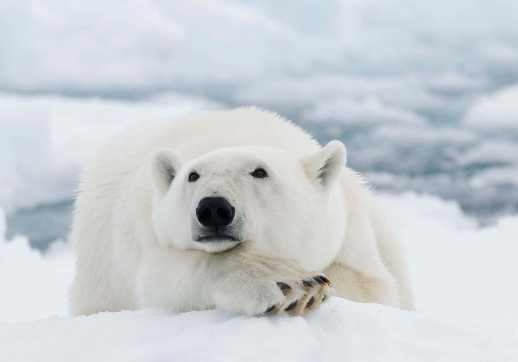 Ummajestoso Urso Polar Está De Pé Na Tundra Nevada.