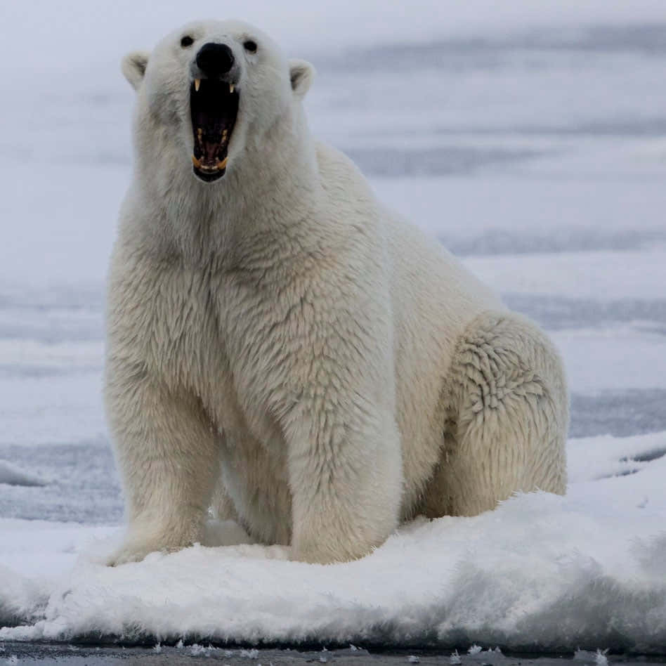 Enisbjørn På En Iset Kystlinje I Dens Naturlige Habitat