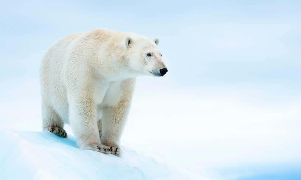 Imponenteoso Polar De Pie En El Ártico