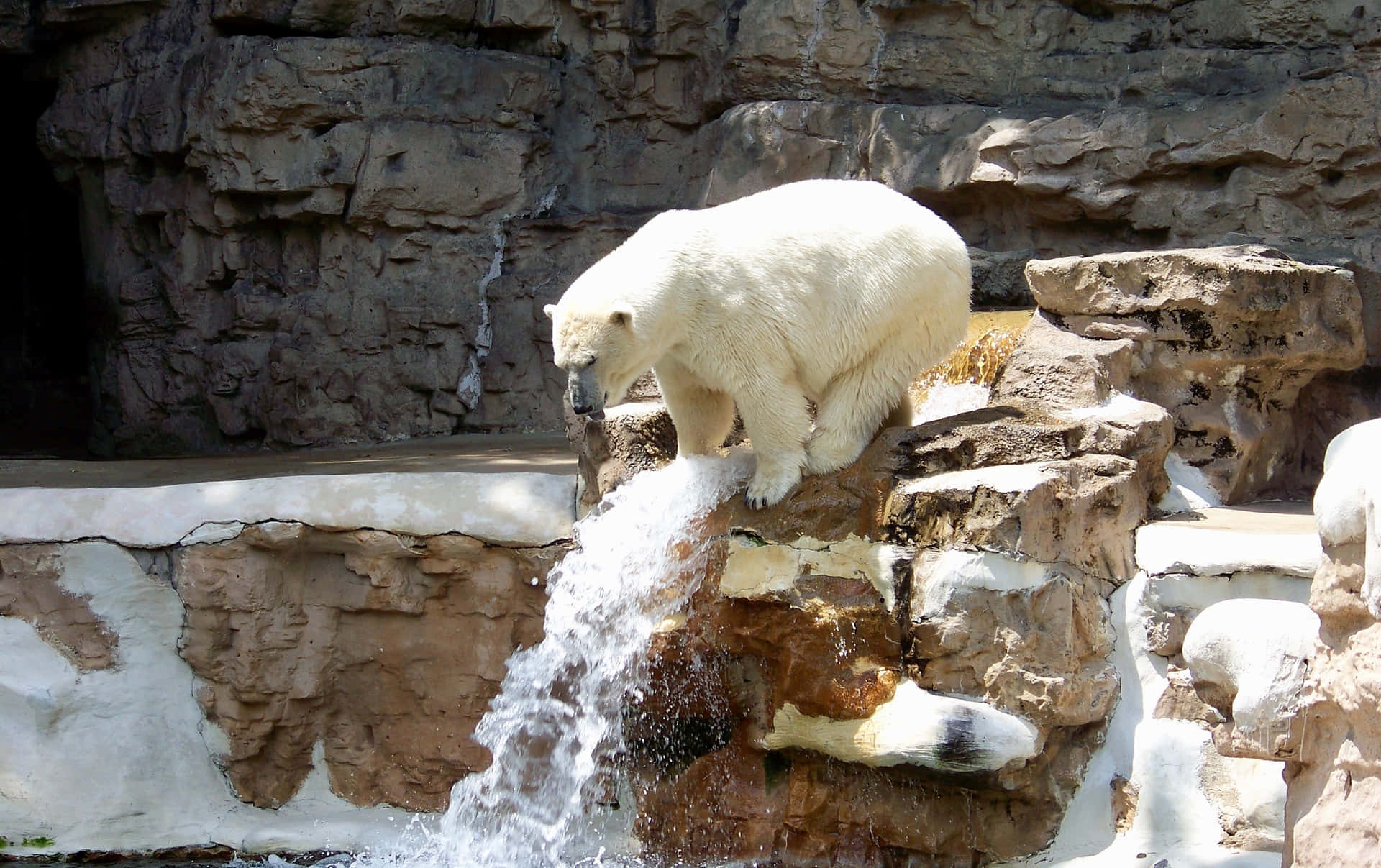 Ummajestoso Urso Polar Permanece Alto Na Neve.