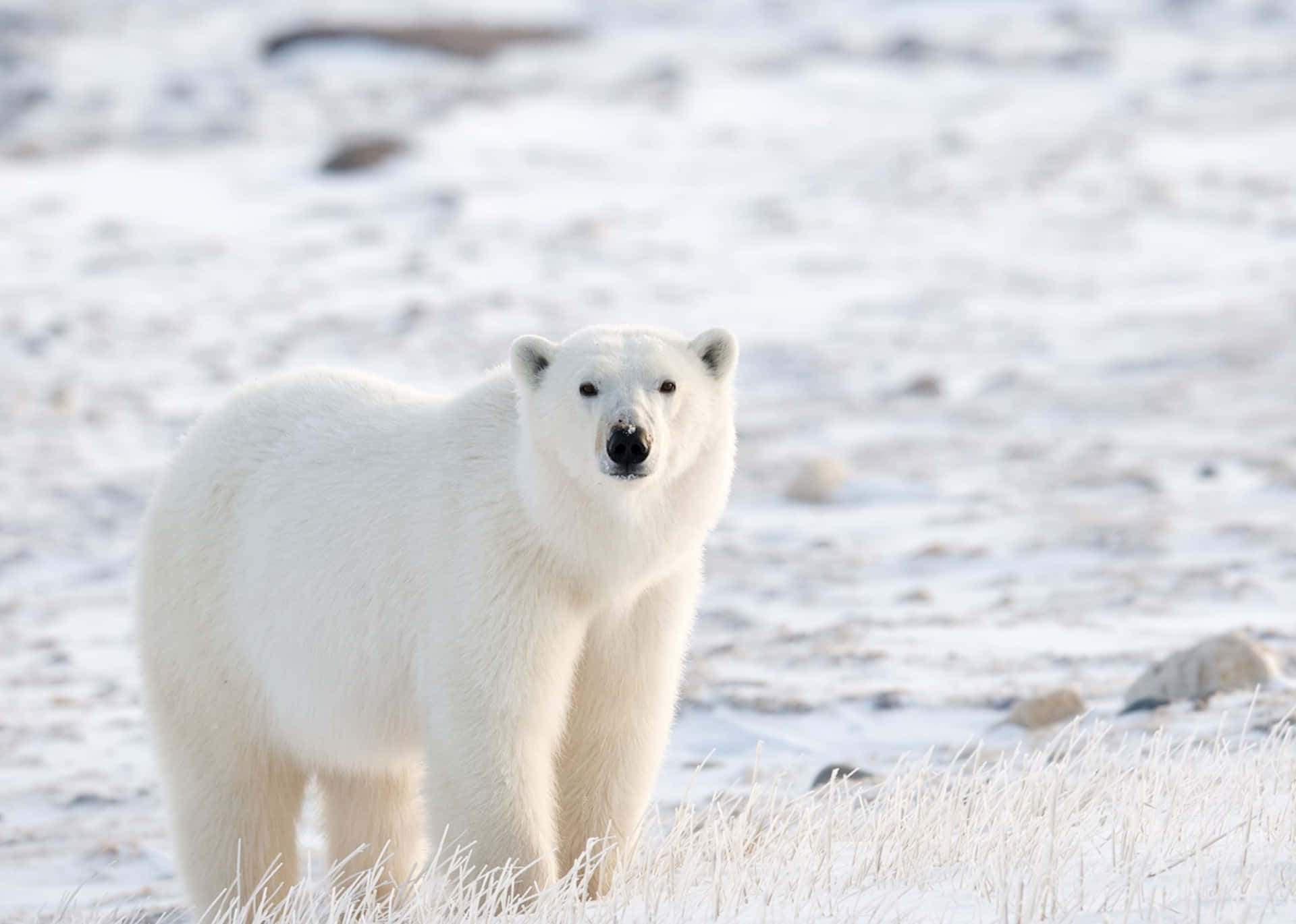 “A Majestic Polar Bear in Its Natural Habitat”