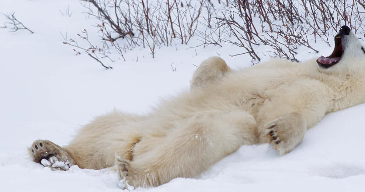 Take in the peaceful beauty of a polar bear resting in the snow.