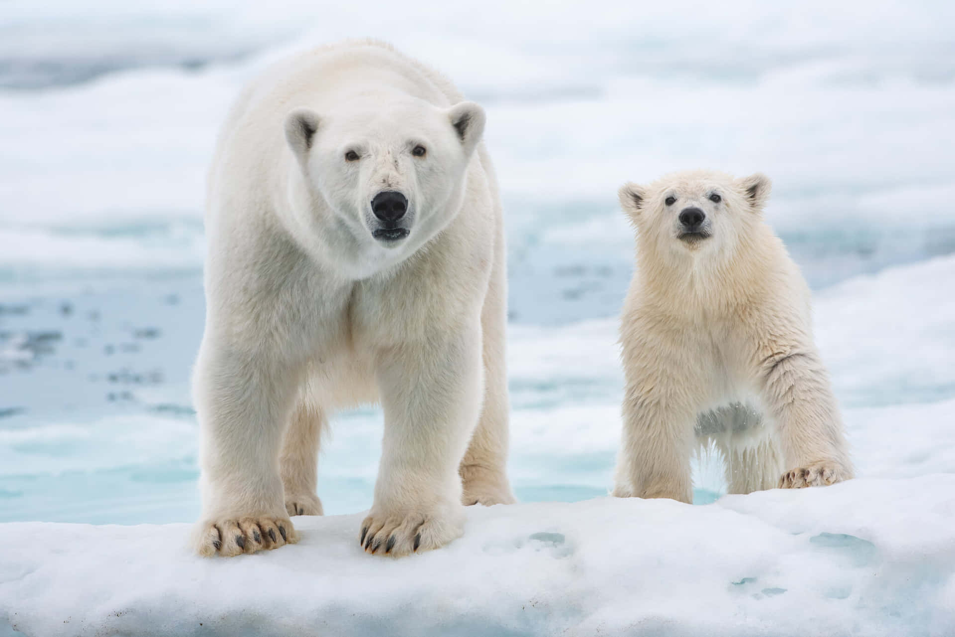 Envacker Isbjörn I Sin Naturliga Miljö