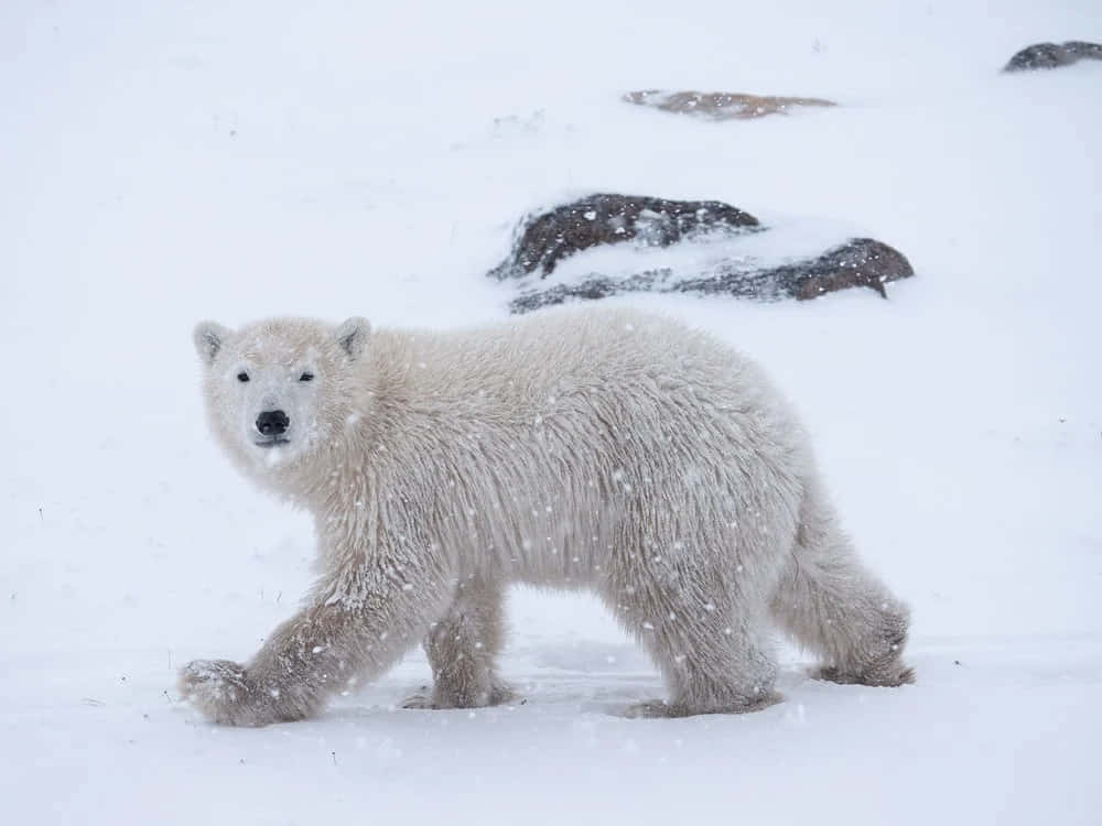 A majestic polar bear lounging in the snow.